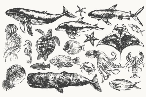 Download Sea Animals Illustration Set - Sea animals Collection